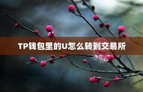 TP钱包里的U怎么转到交易所