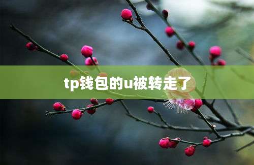 tp钱包的u被转走了